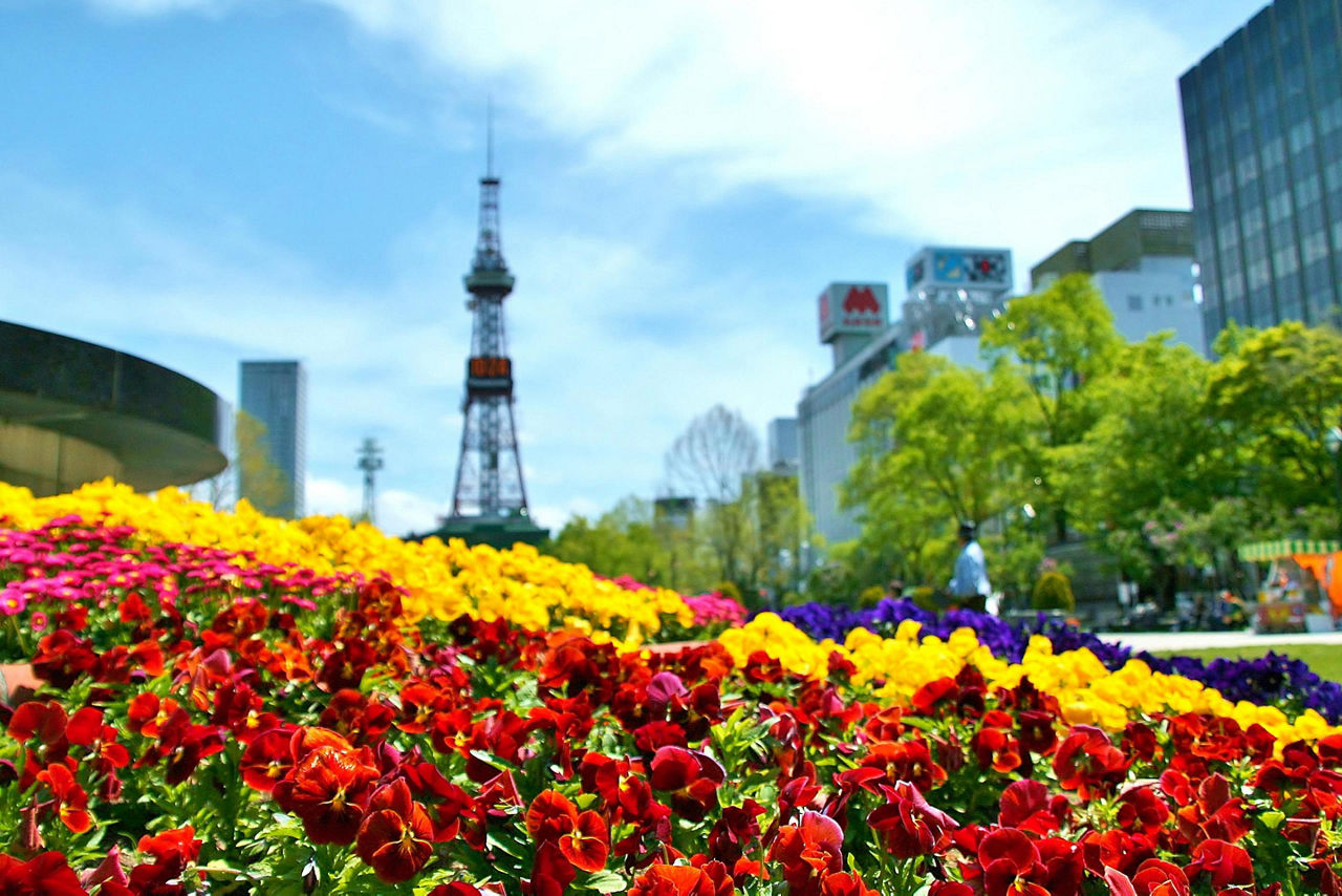 Colorful flowers in Odori Park in Sapporo, Japan