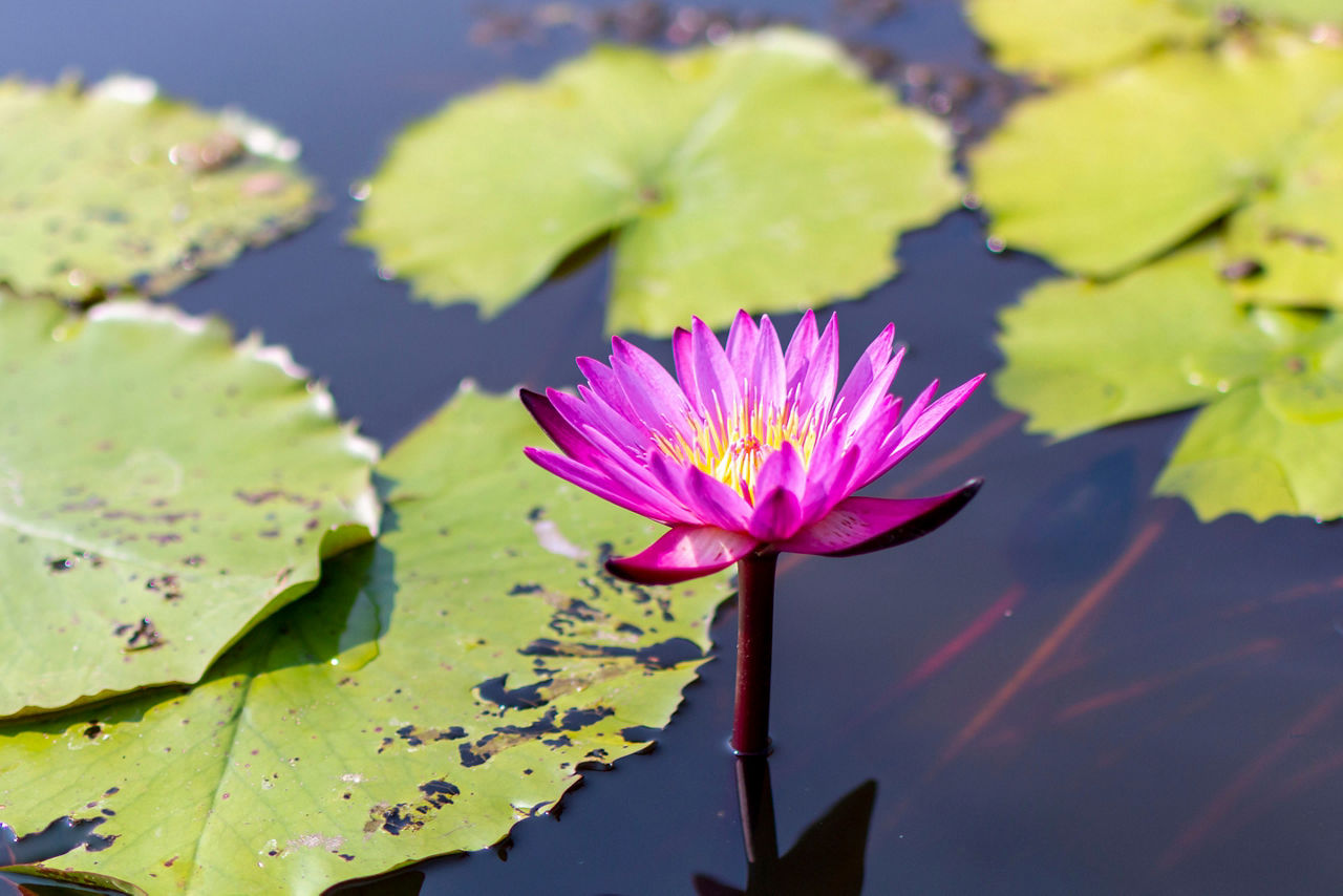 Pink Lotus Waterlily in garden pond