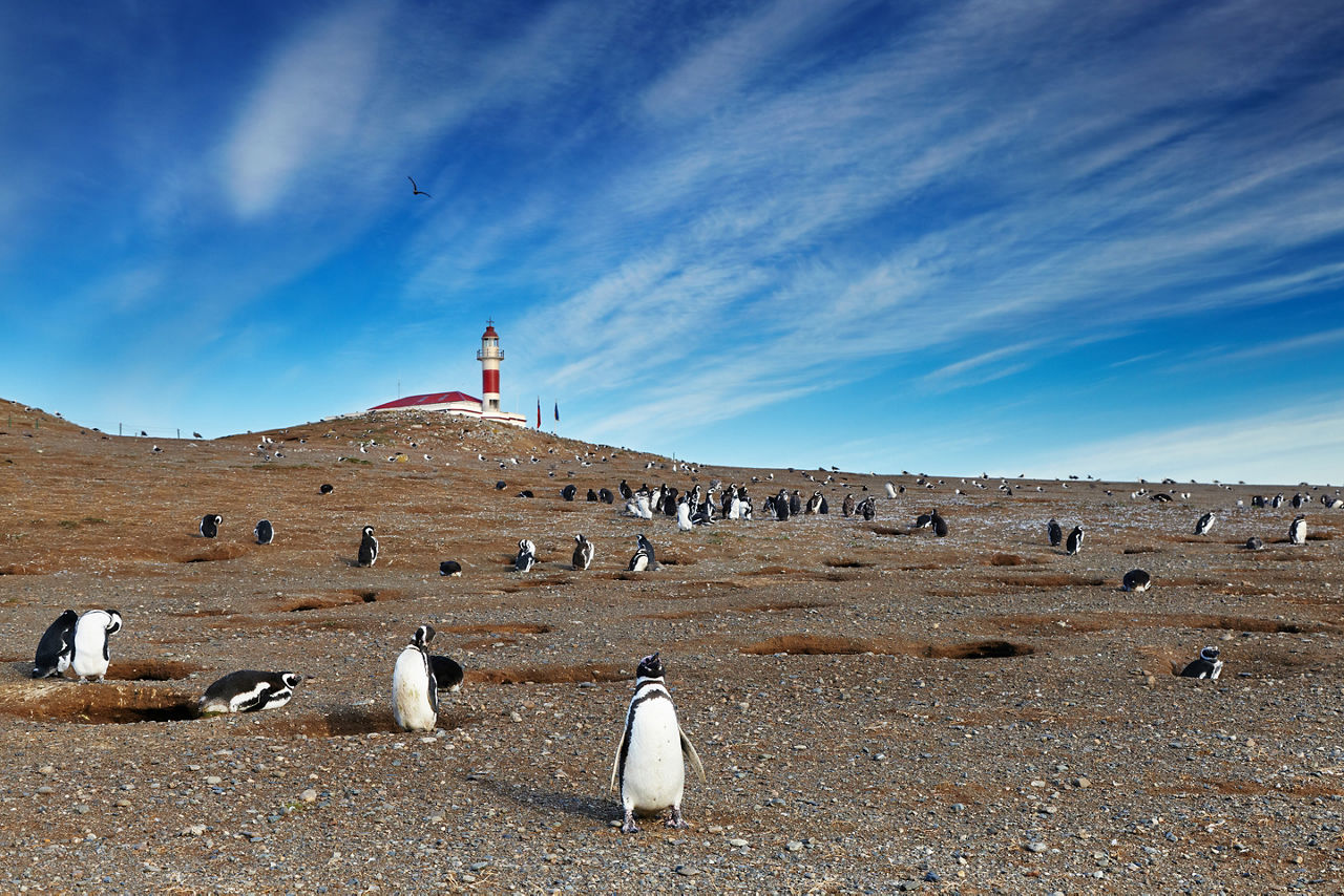 Colony of magellanic penguins on Magdalena island, Strait of Magellan, Chile