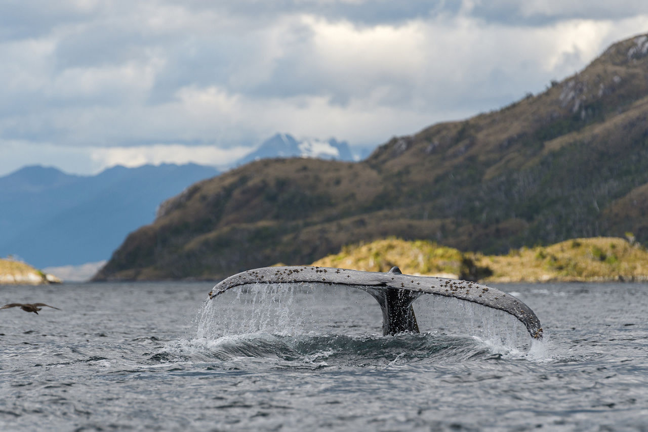 Humpback whale tail in the feeding area of Magellan Strait in Parque Marino Francisco Coloane at Patagonia, Chile