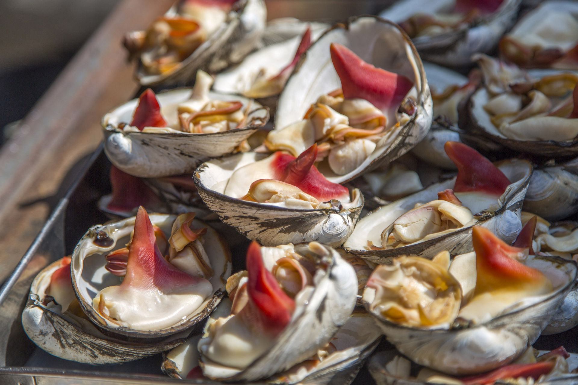 japan tokyo fresh oysters abalone tsukiji fish market