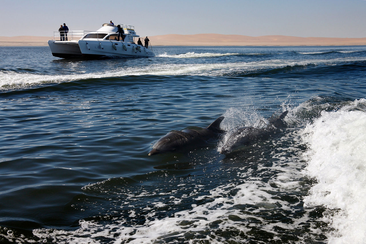 Tourist boat and Bottlenose Dolphins in Walvis Bay, Namibia.