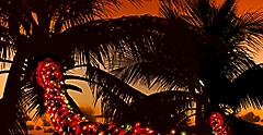 Christmas lights palm tree Square 1050 1050 FAM NF 2x