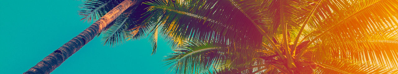 Palm tress with blue sky and clouds background