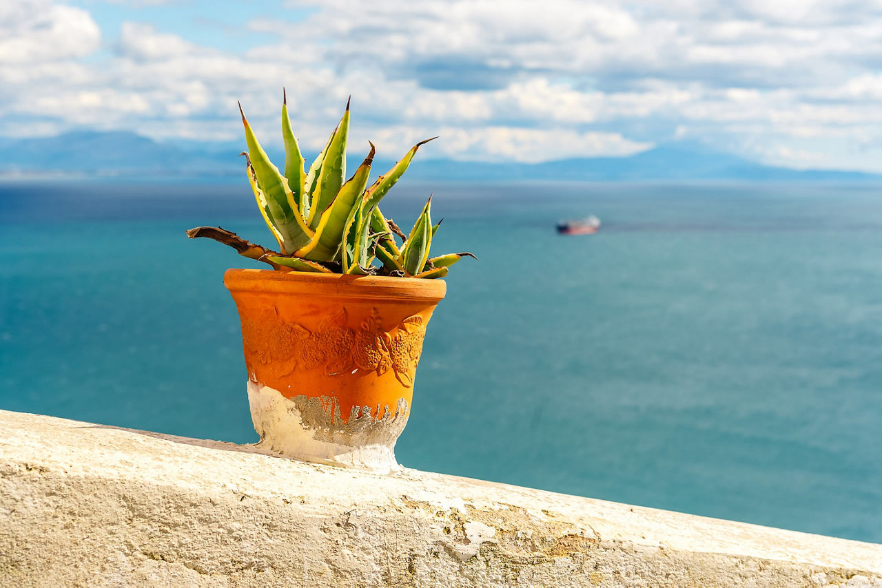 Aloe plant in a red clay pot with a background of the sea