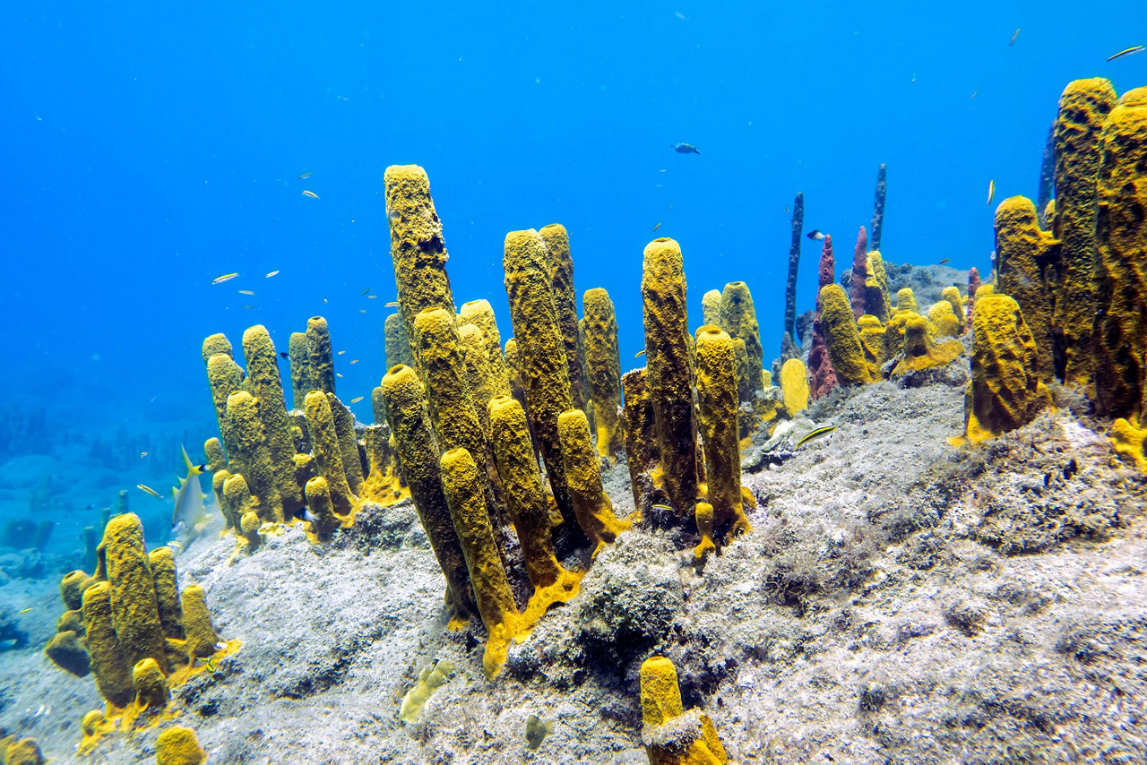 Champagne Beach, Roseau, Dominica