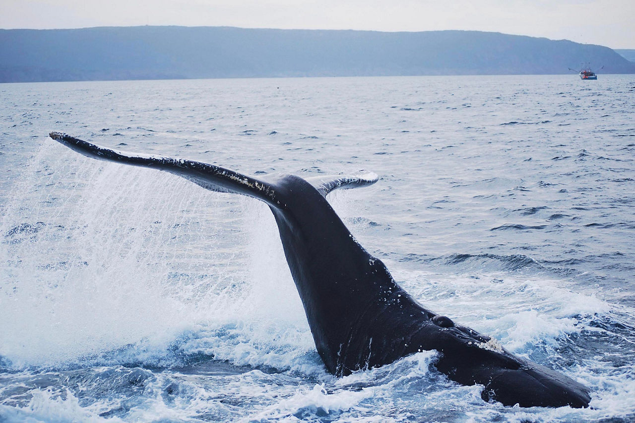St. John's, Newfoundland, Humpback Whale