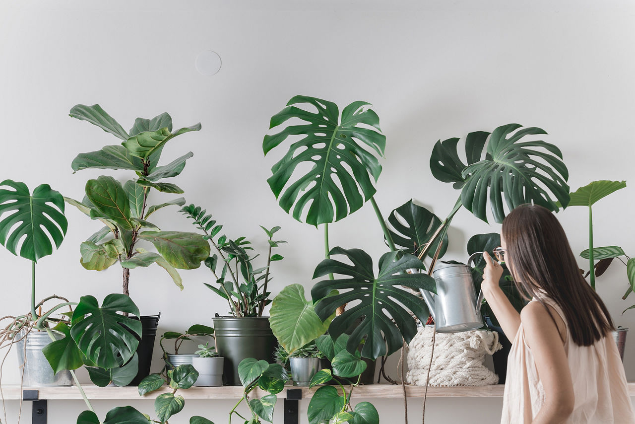 House Plant Sitter Before You Go On Vacation
