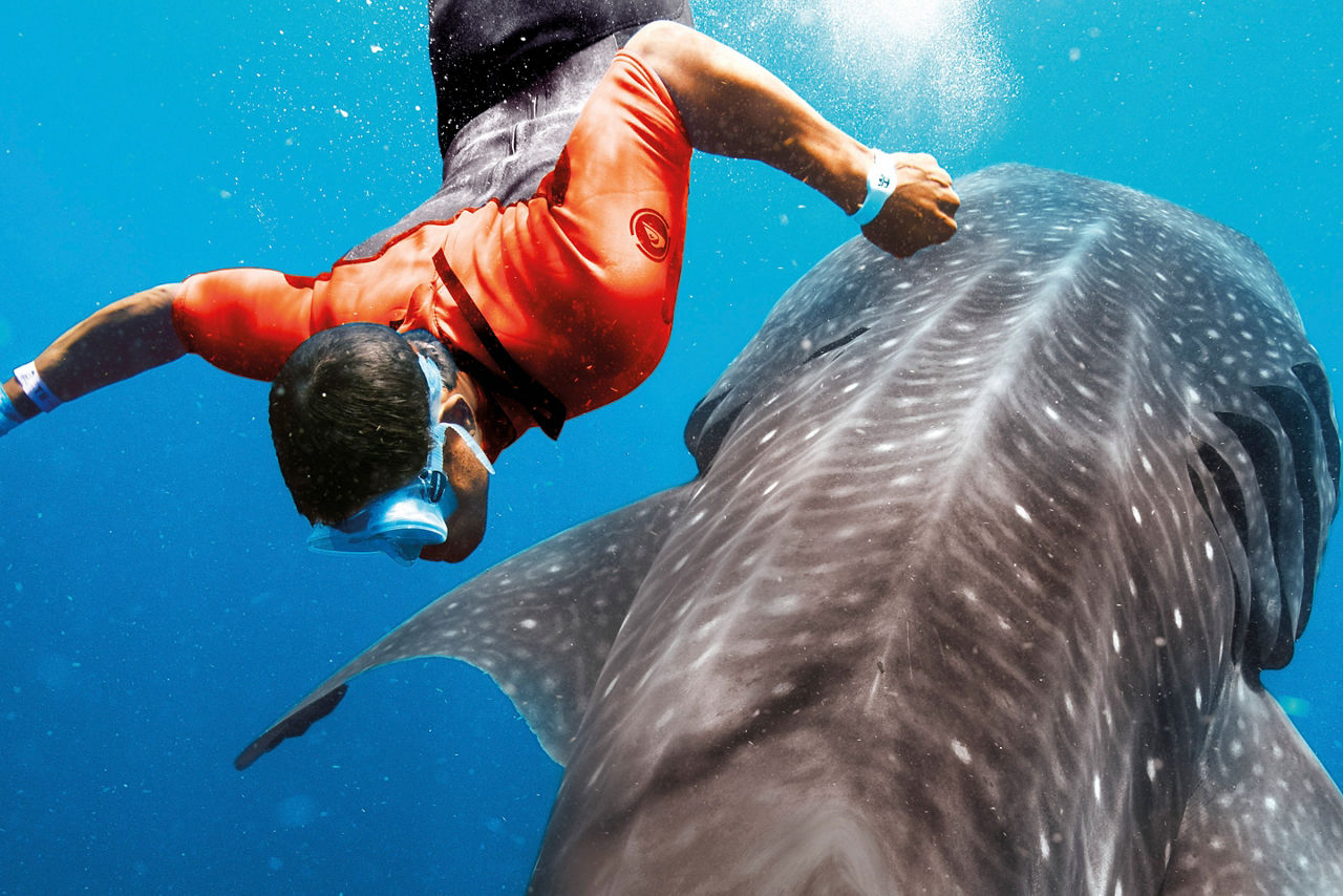 Cozumel Mexico Shark Diving