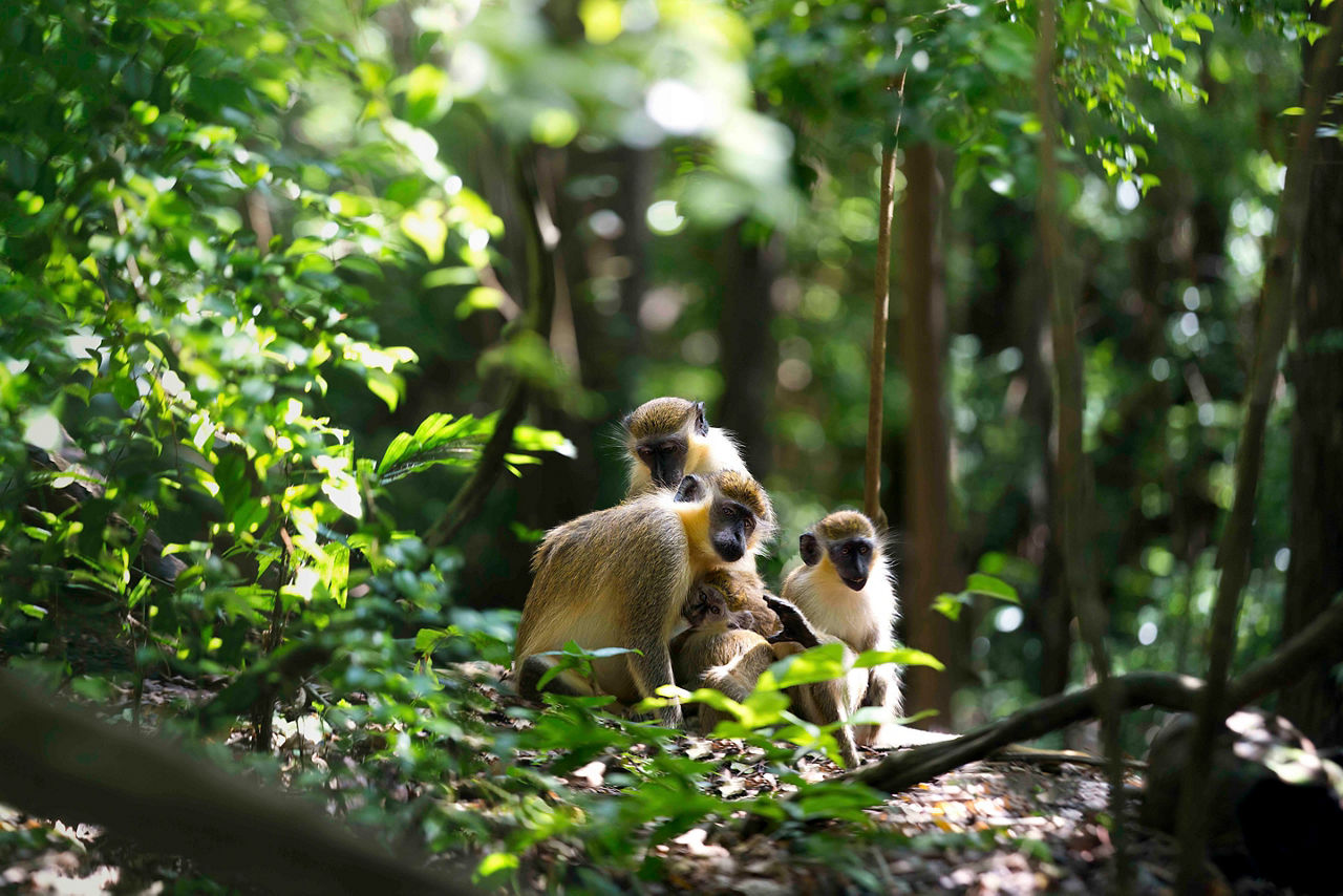 Monkeys in the Jungle, Barbados
