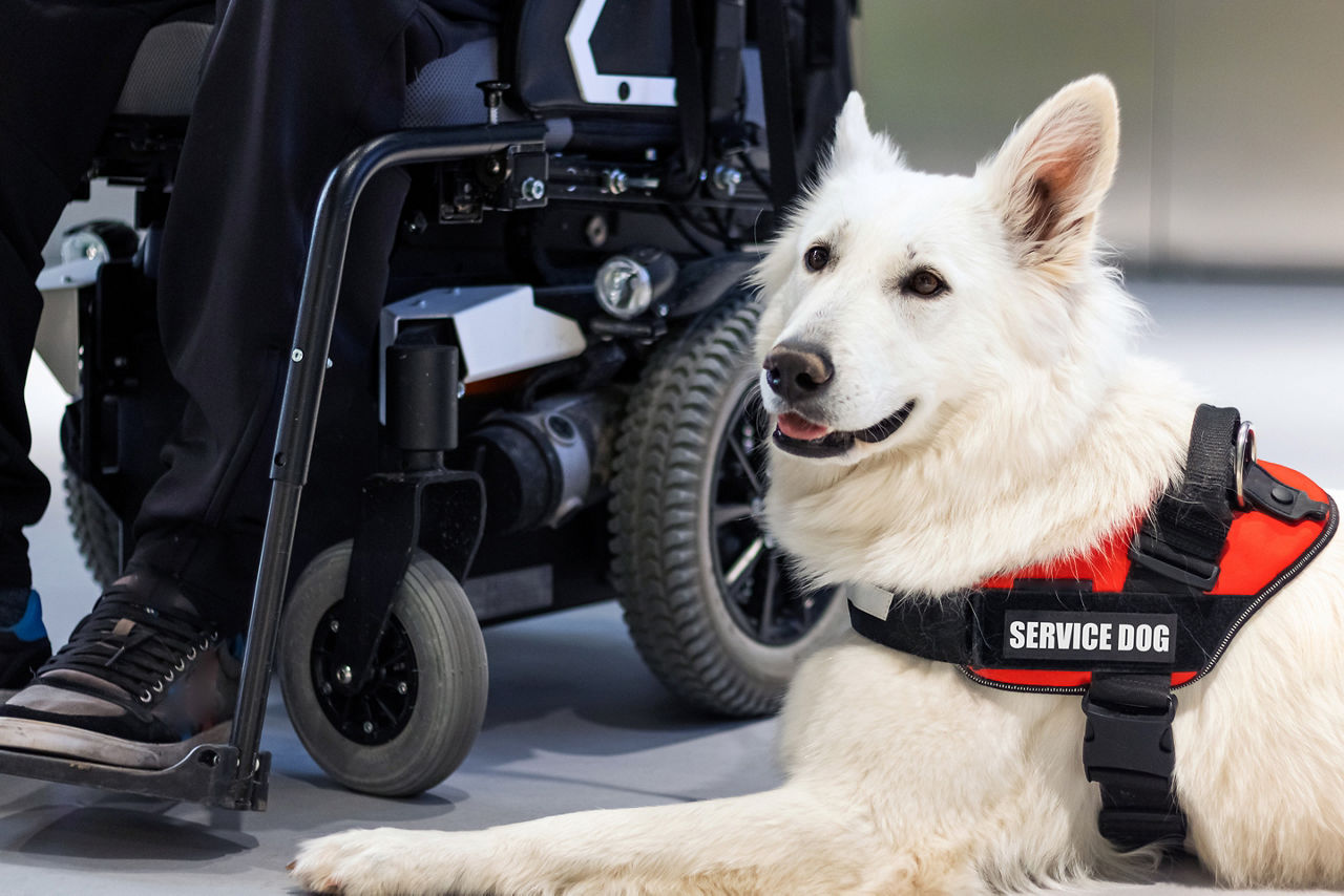 Accessible Service Dog