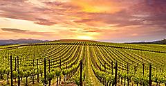 sunset sky in Napa Valley Wine Country. California.