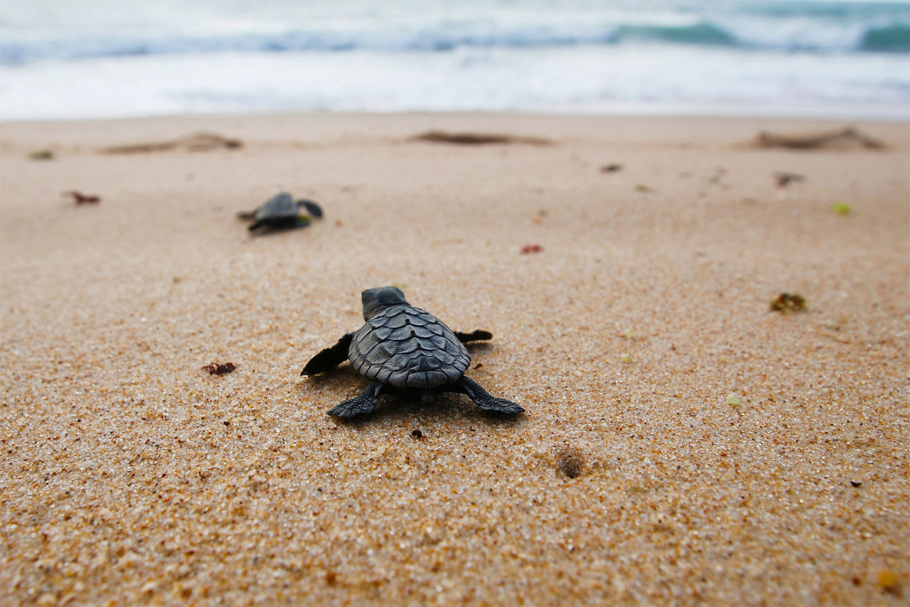 two sea turtle hatchlings returning to the sea. Florida.