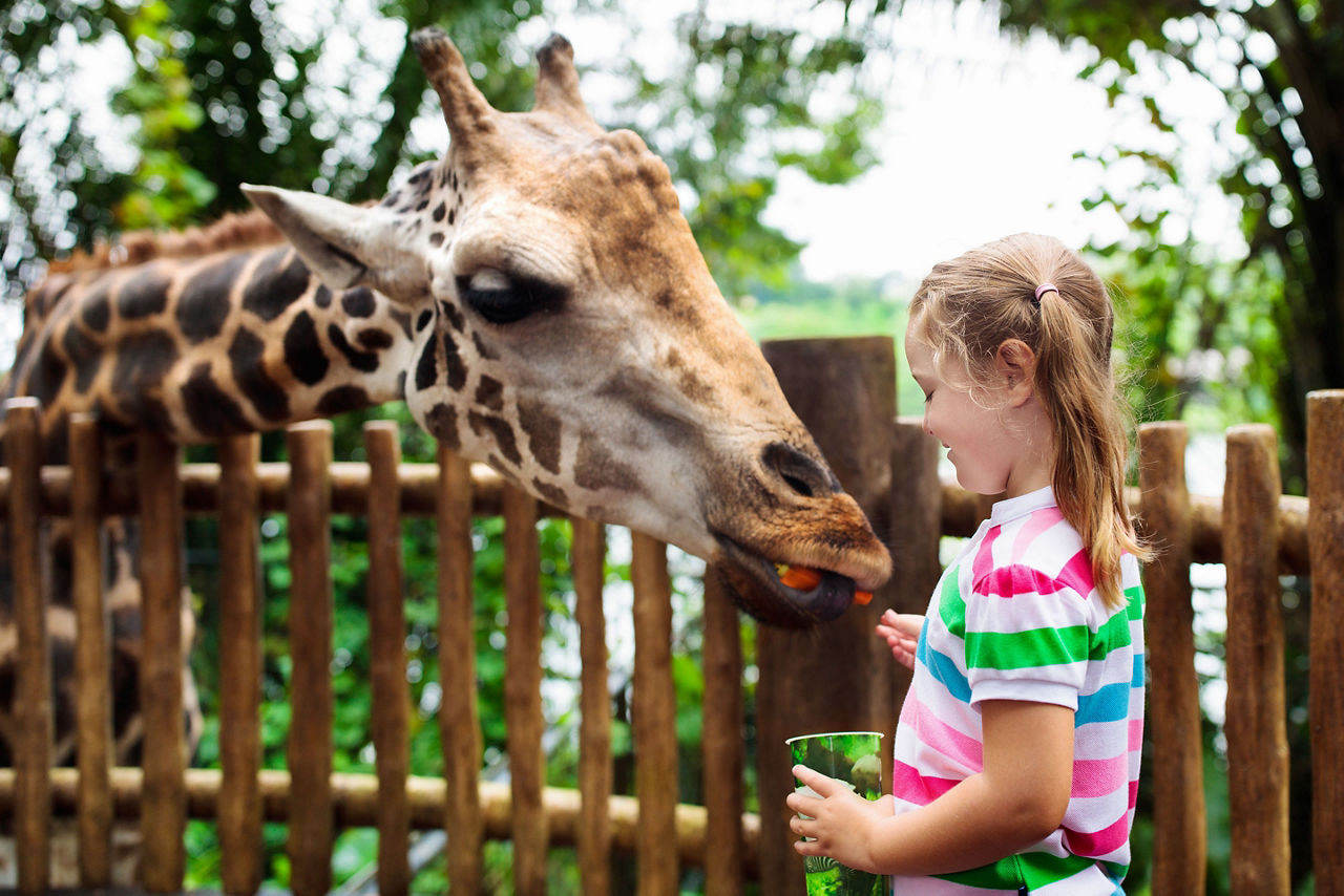 Child feeding giraffe in zoo. Florida.