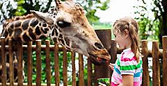 Child feeding giraffe in zoo. Florida.