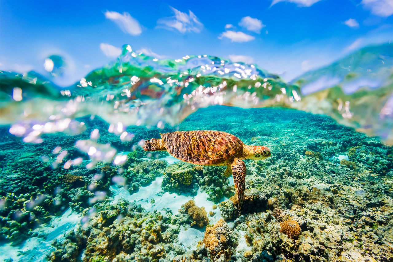 green Sea Turtle swimming over shallow reef. Australia.