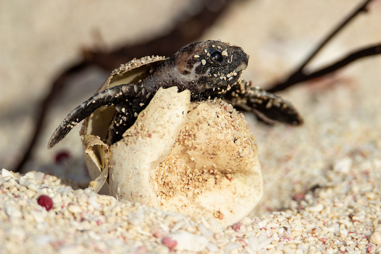 hawksbill turtle hatching from an egg on the beach. Florida.