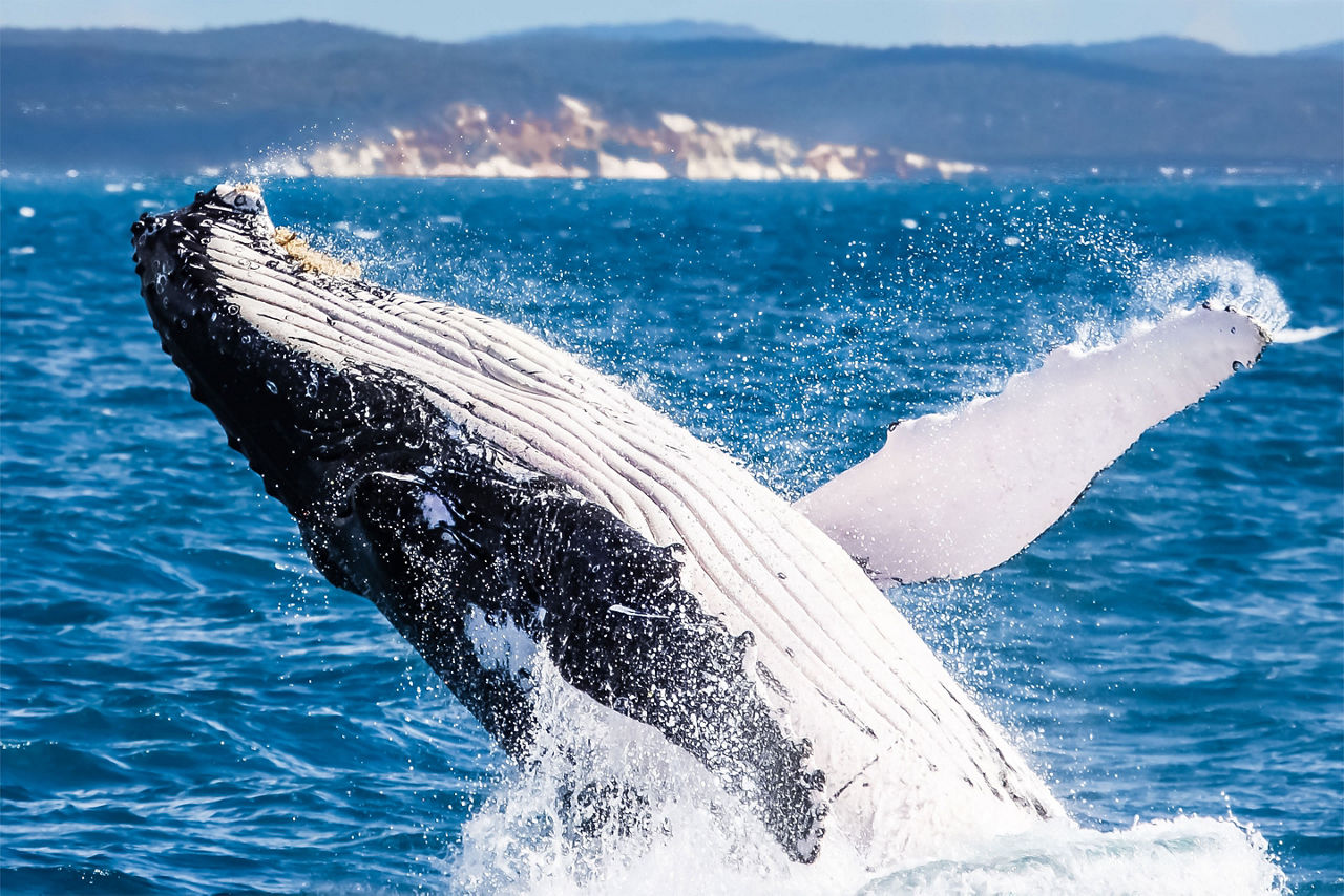 whale watching in Hervey Bay. Australia.