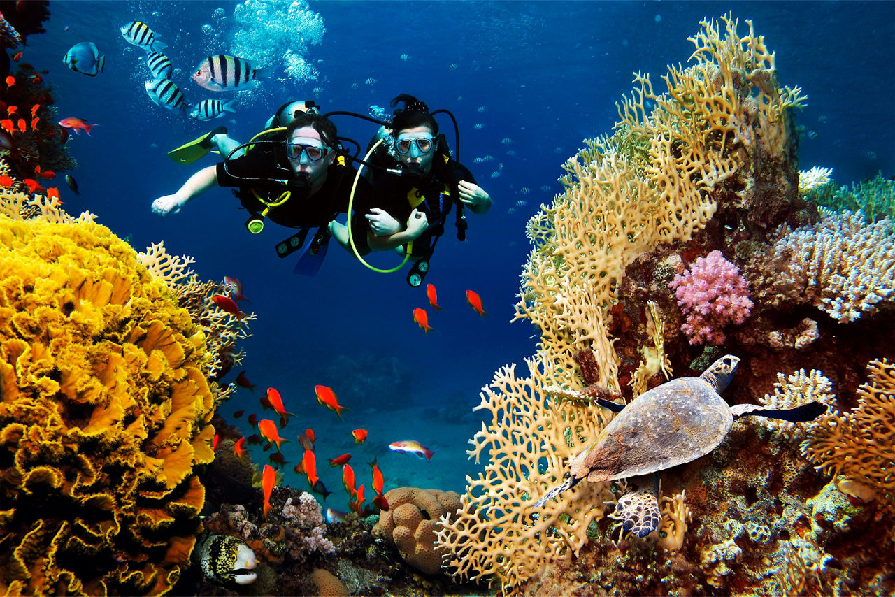 Couple on vacation diving among corals and fishes. The Caribbean.