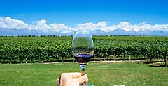 hand holding glass of Tint wine with Andes and Winery in Argentina. South America.
