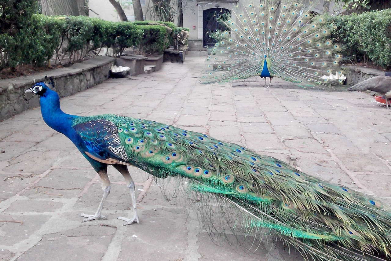 Peacock Walking in Dolores Olmedo Museum, Mexico