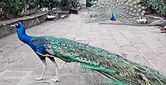 Peacock Walking in Dolores Olmedo Museum, Mexico