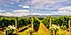 grape vines growing in a Yarra Valley vineyard. Australia.