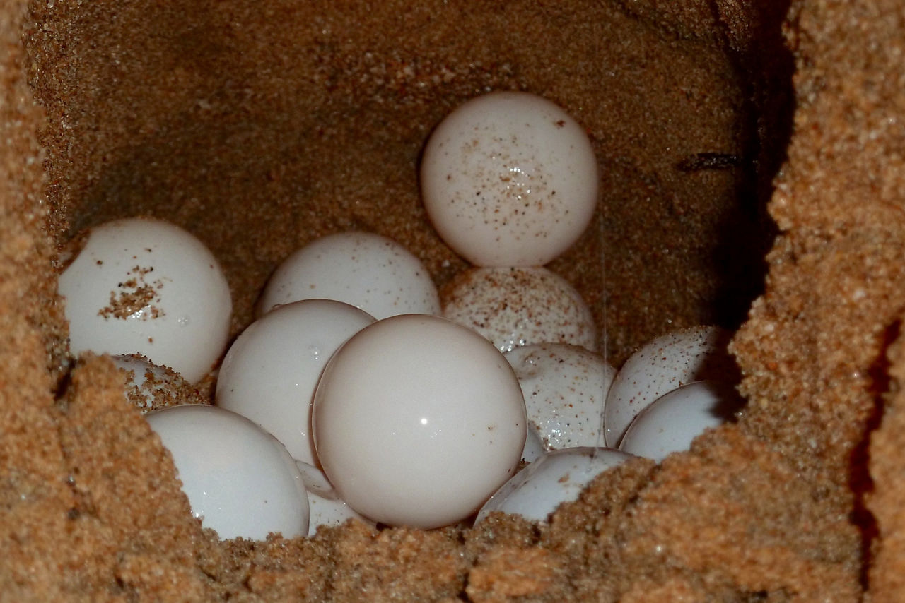 sea turtle eggs in a nest. Florida.