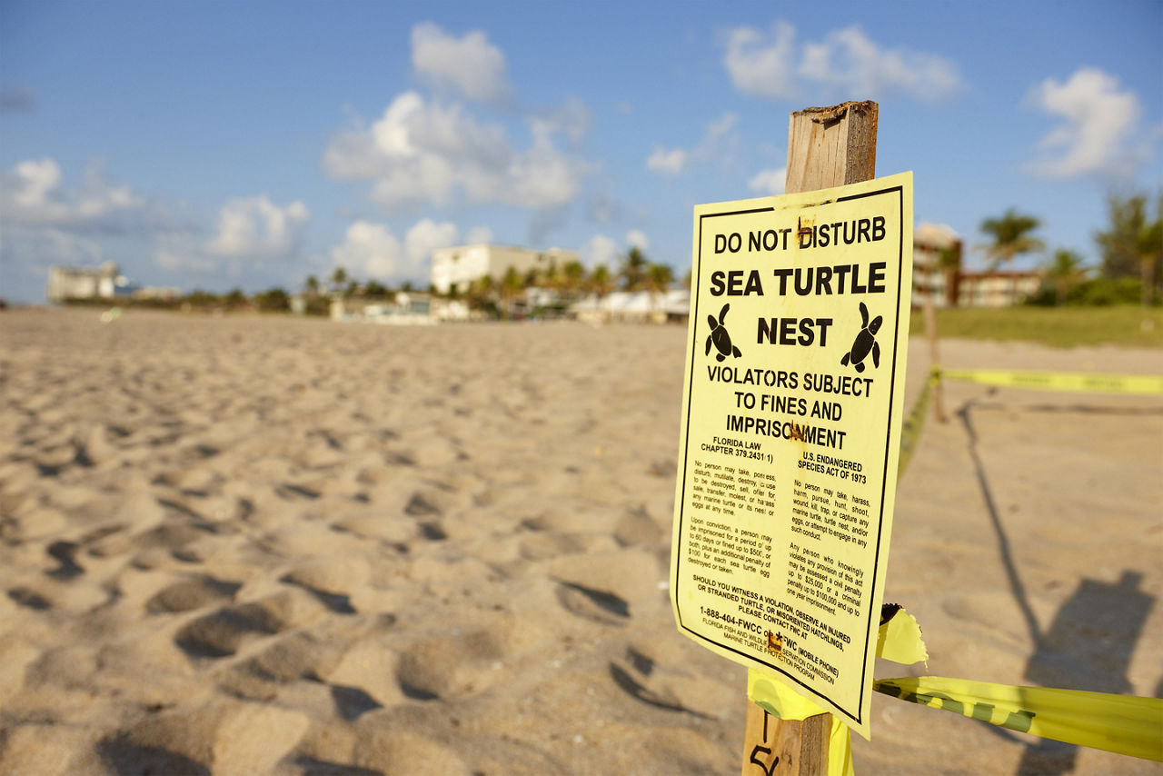 do not disturb the turtle nests sign in Lauderdale of the Sea. Florida.