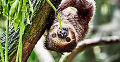 Sloth hanging on a tree and eating leaves at zoo. Florida.