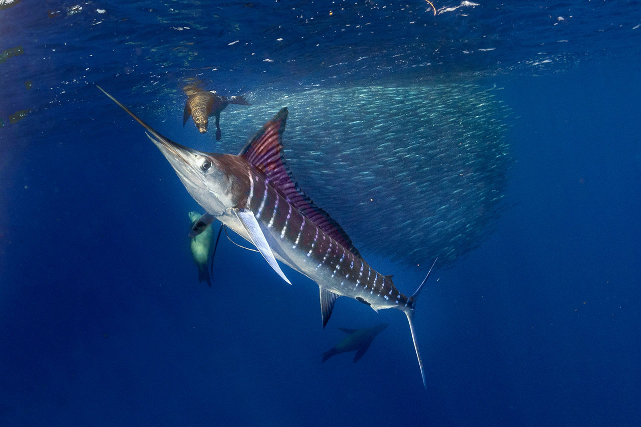 Striped marlin and sea lion hunting in sardine run bait 
