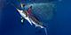 Striped marlin and sea lion hunting in sardine run bait 