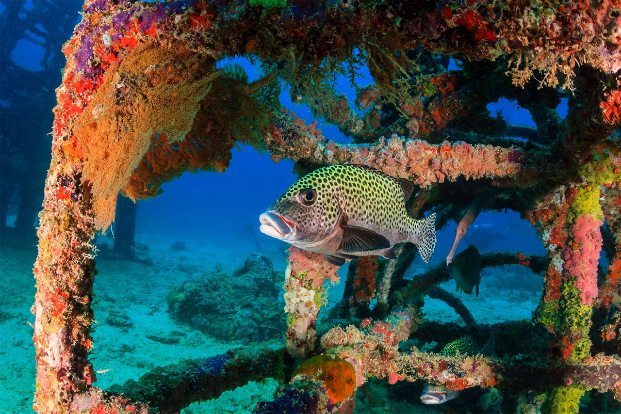 Tropical fish swimming near an underwater structure. The Caribbean.