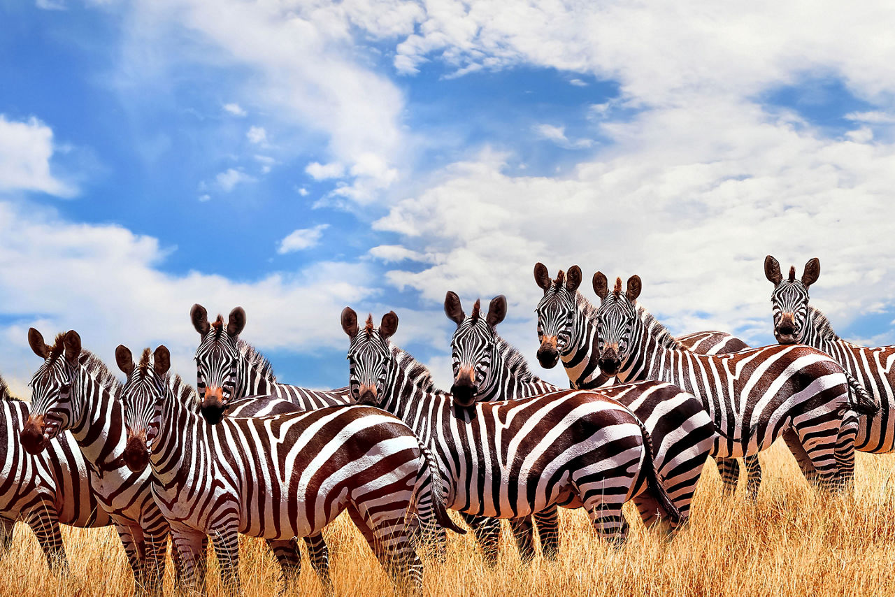 taking in a wildlife safari view of zebra. Africa.
