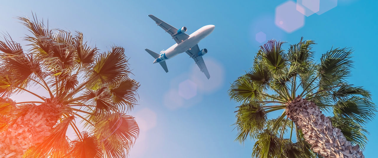 Airplane Flying through Palm Trees