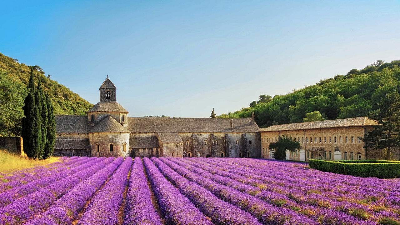 Field of Lavender Flowers in France Abbaye Notre Dame de Senanque
