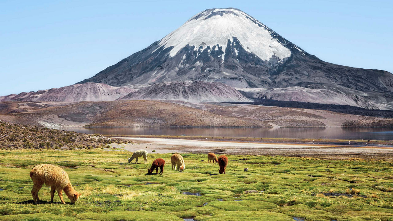Sheep at the base of a mountain on a grass field