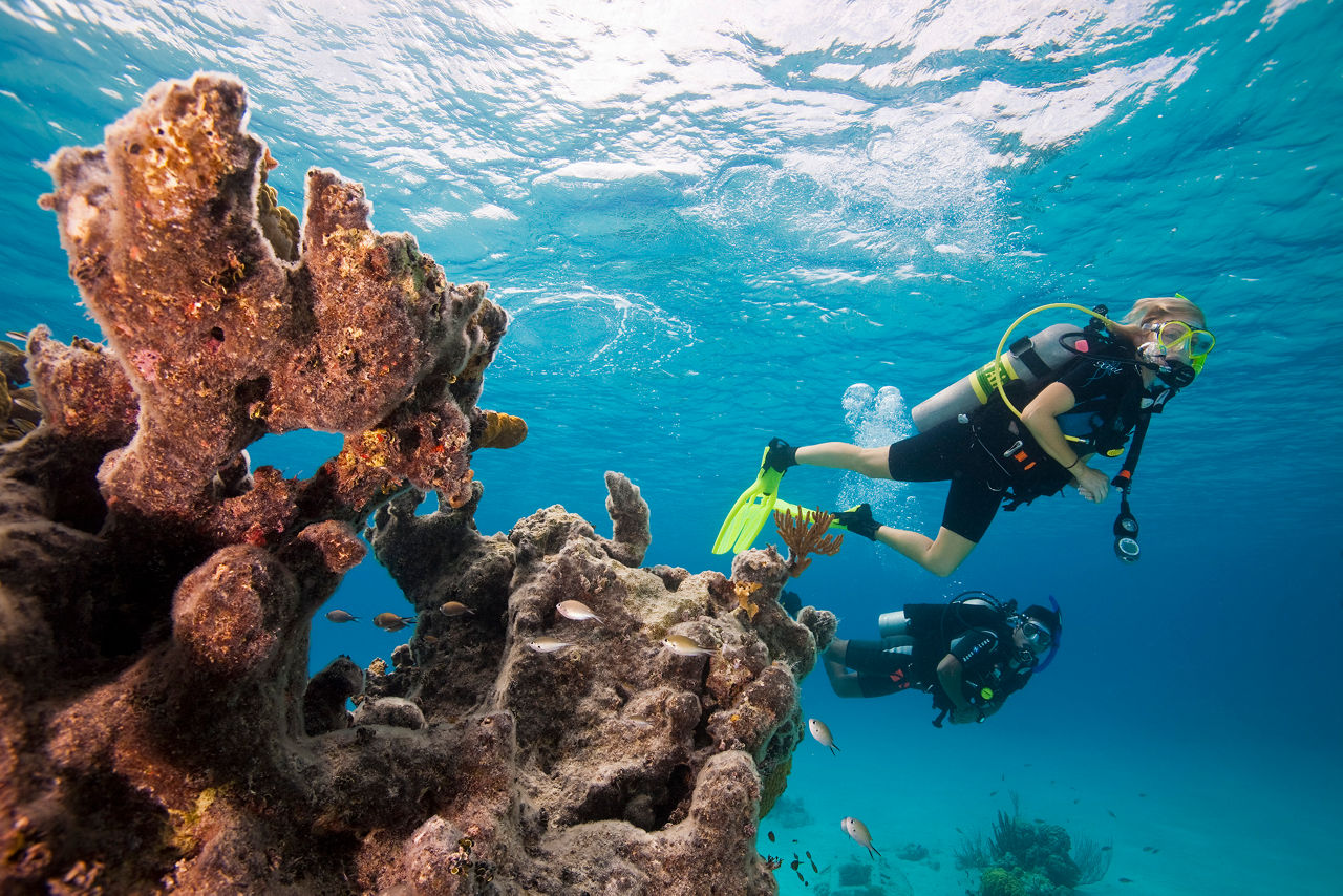 Scuba Certification Diving Underwater by the Coral 