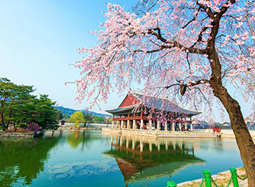 Serene view of the Gyeongbokgung palace with cherry blossoms