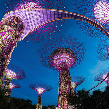 Supertree Grove opplyst om kvelden i Singapore