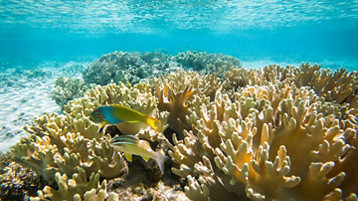 South Pacific Cruise - Image 3