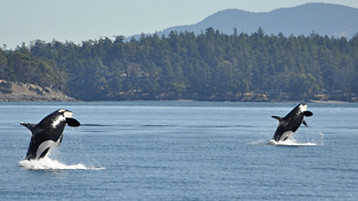 Alaska Experience Cruise - Image 9