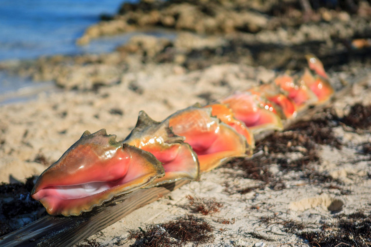 Seashell shopping in the Bahamas