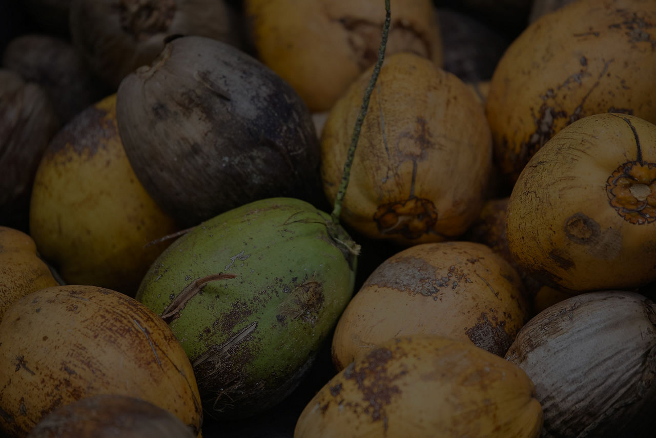 Coconuts in the Caribbean 