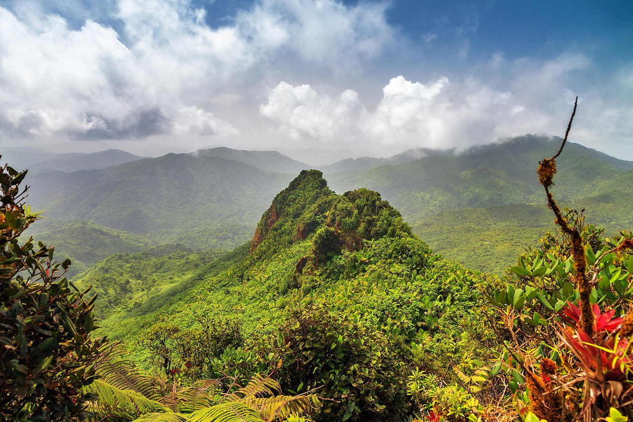 El Yunque Rainforest in Puerto Rico