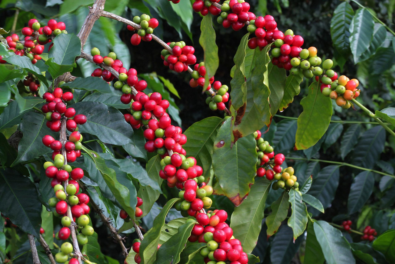 Kona Coffee from Hawaii