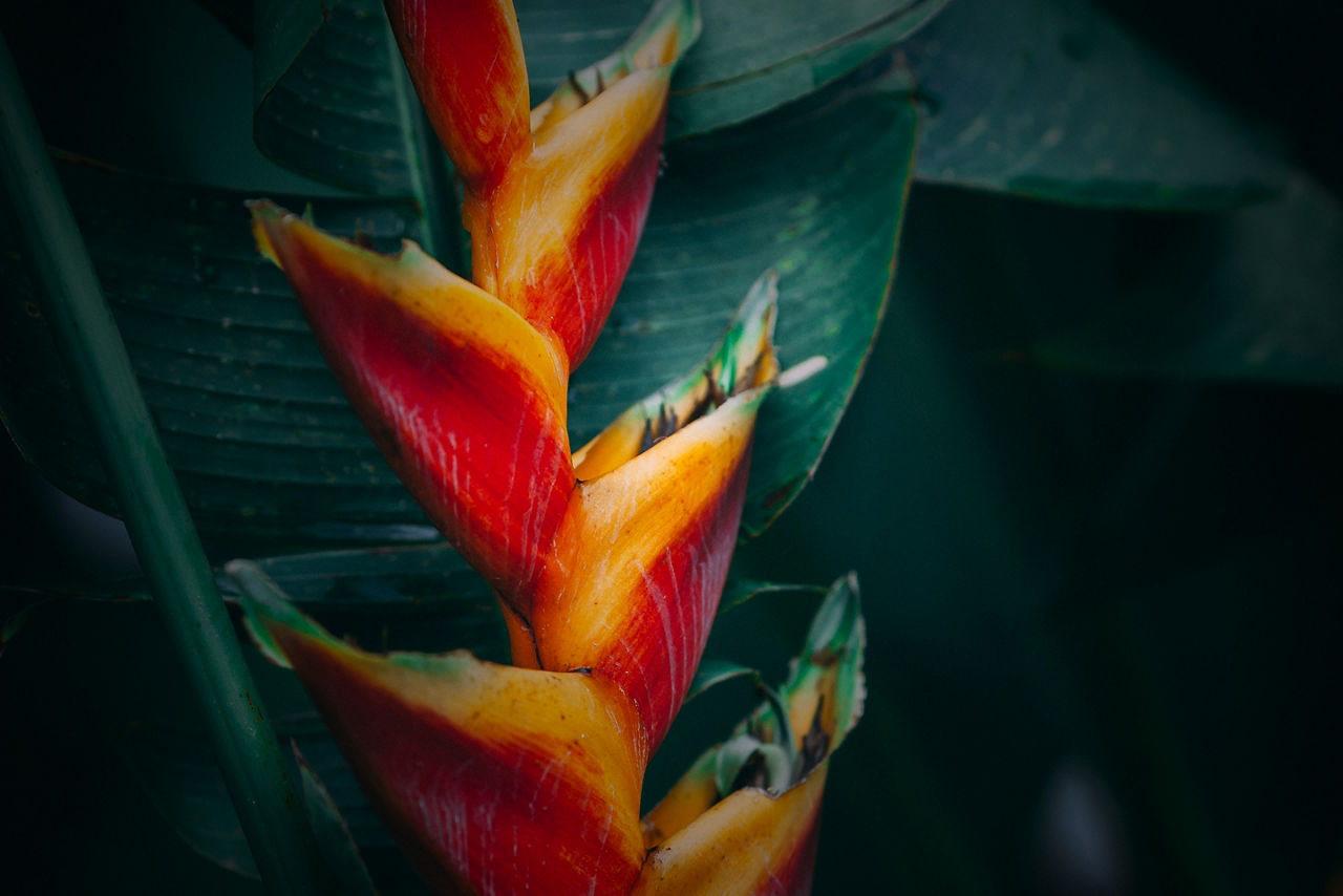 Wildflower in Jamaica