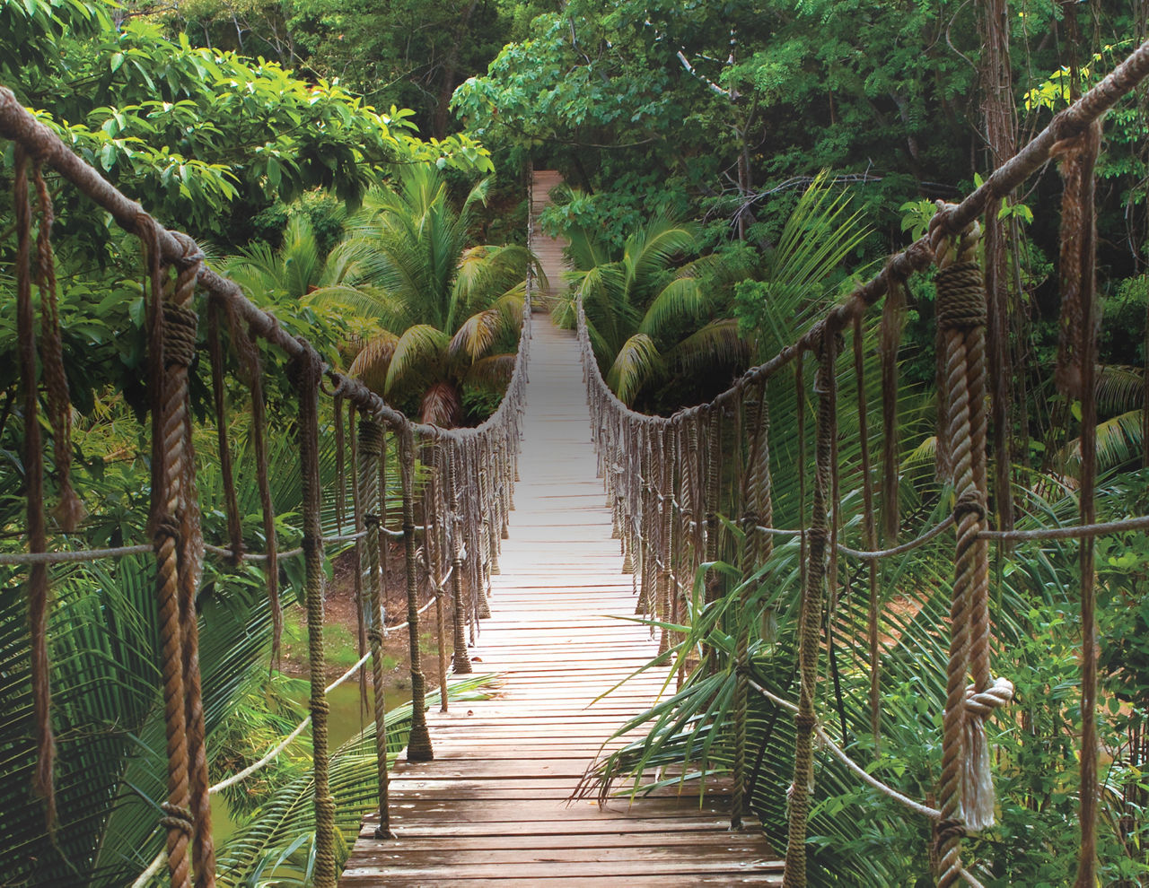 Tropical Rainforest Bridge in South America