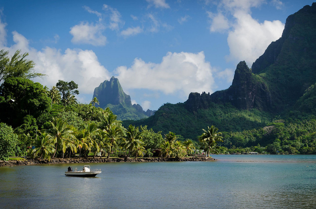 South Pacific Islands Rainforest