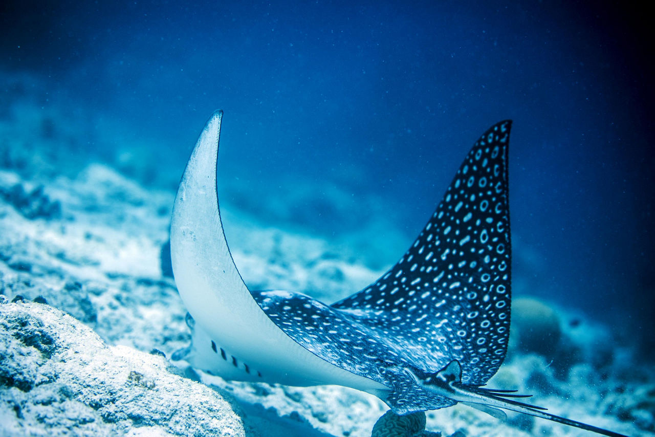 Stingray and Marine Life in the Southern Caribbean